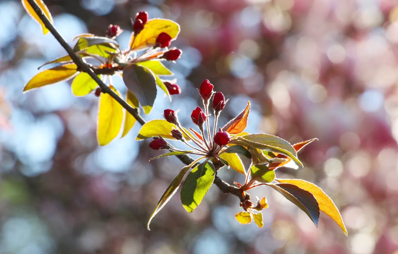 Photo wallpaper spring, leaf, twig