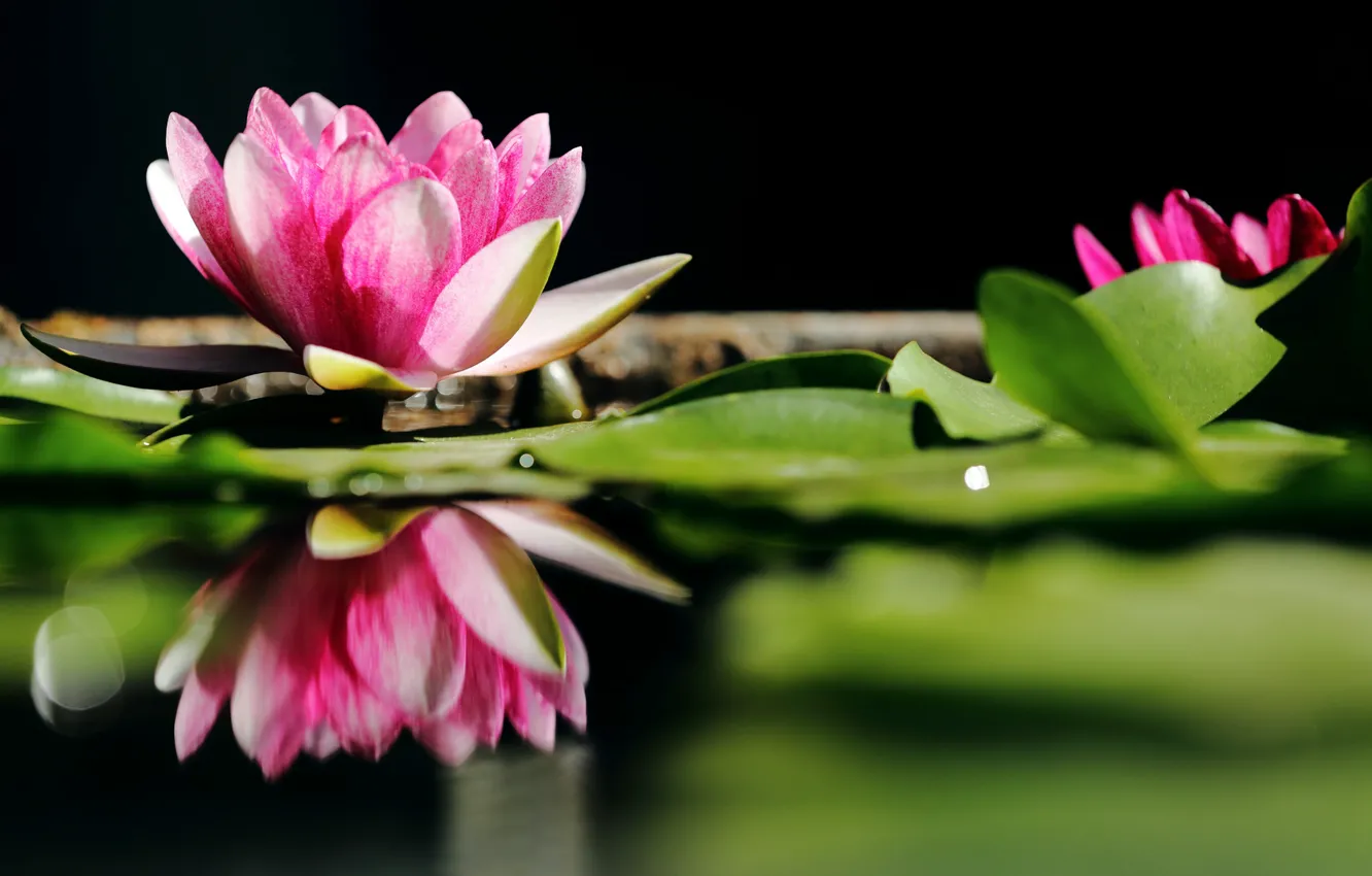 Photo wallpaper leaves, water, water lilies