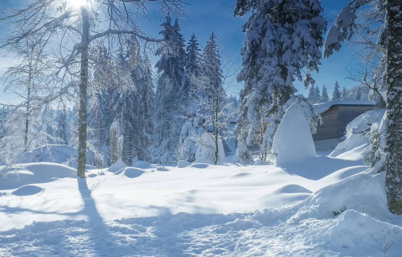 Photo wallpaper winter, frost, forest, the sun, light, snow, trees, branches