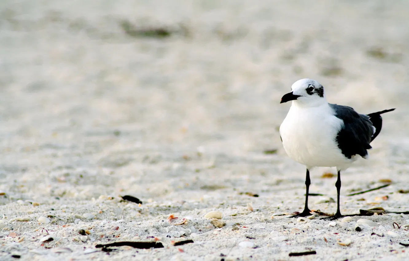 Photo wallpaper sand, seagulls, shell