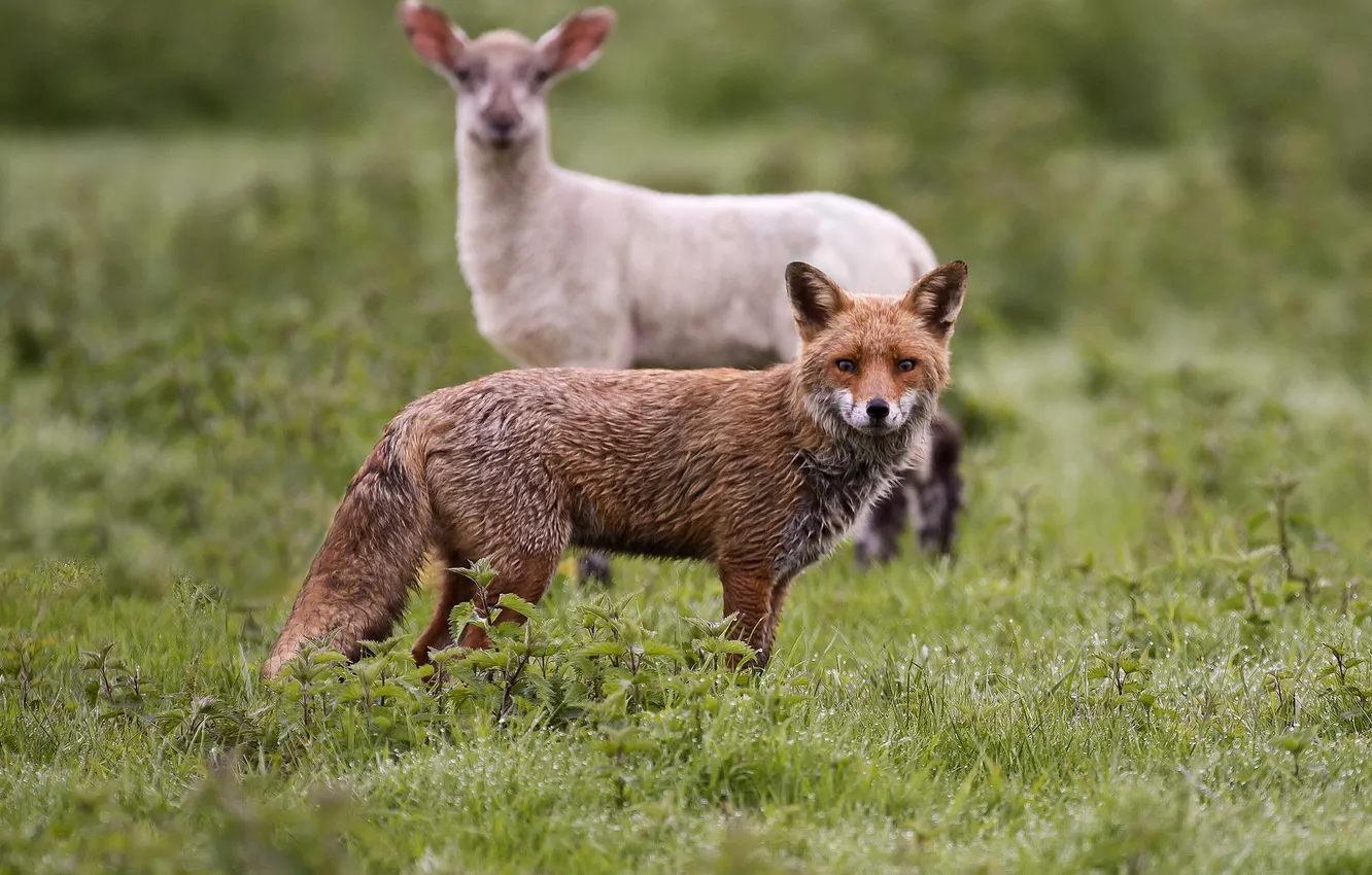 Photo wallpaper glade, sheep, Fox, red