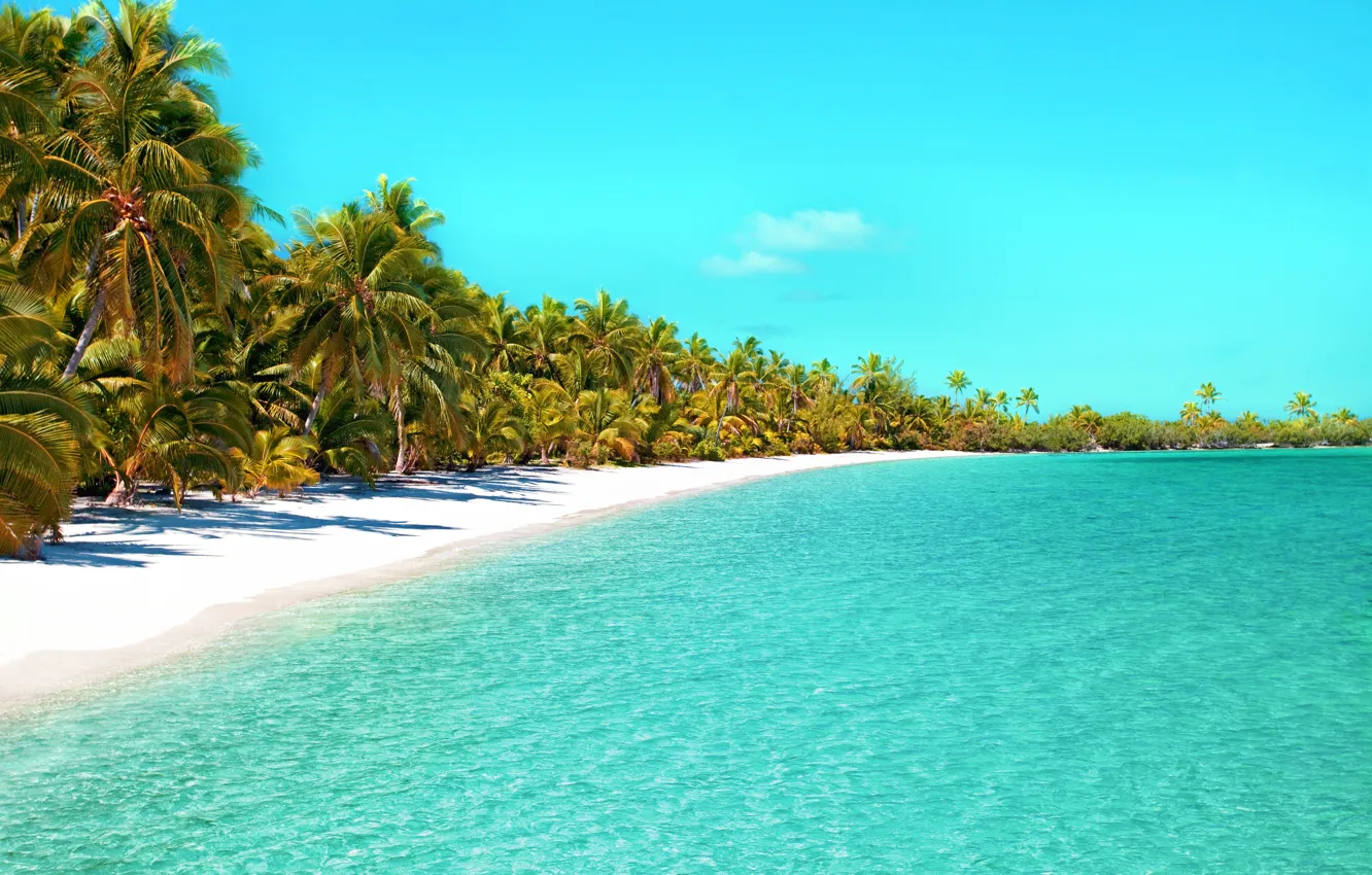 Photo wallpaper beach, palm tree, tropical Beach, ocean beach, beautiful beach
