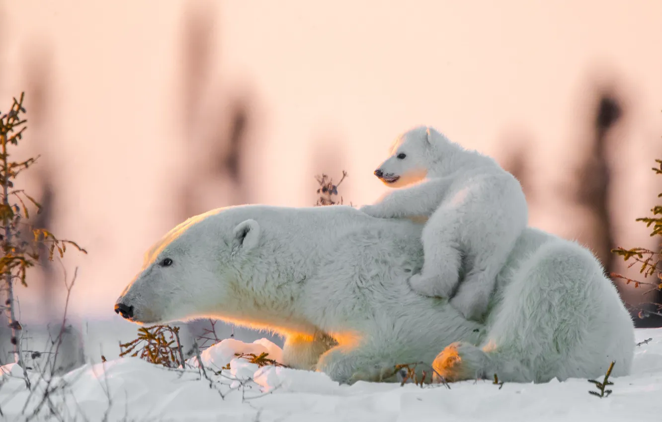 Photo wallpaper snow, bear, bear, Polar bears, Polar bears