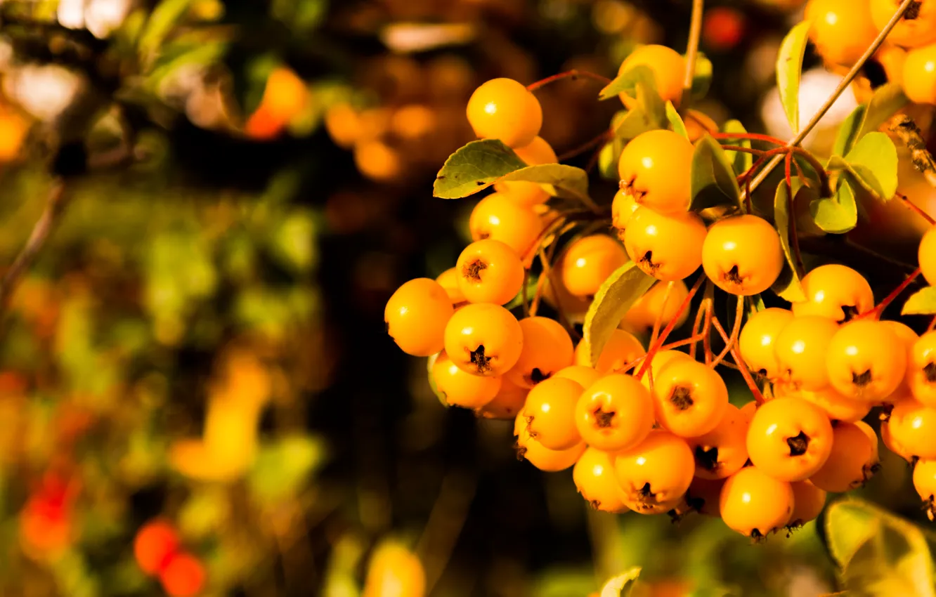 Photo wallpaper Orange, Leaves, Bright, Fruits, Berries