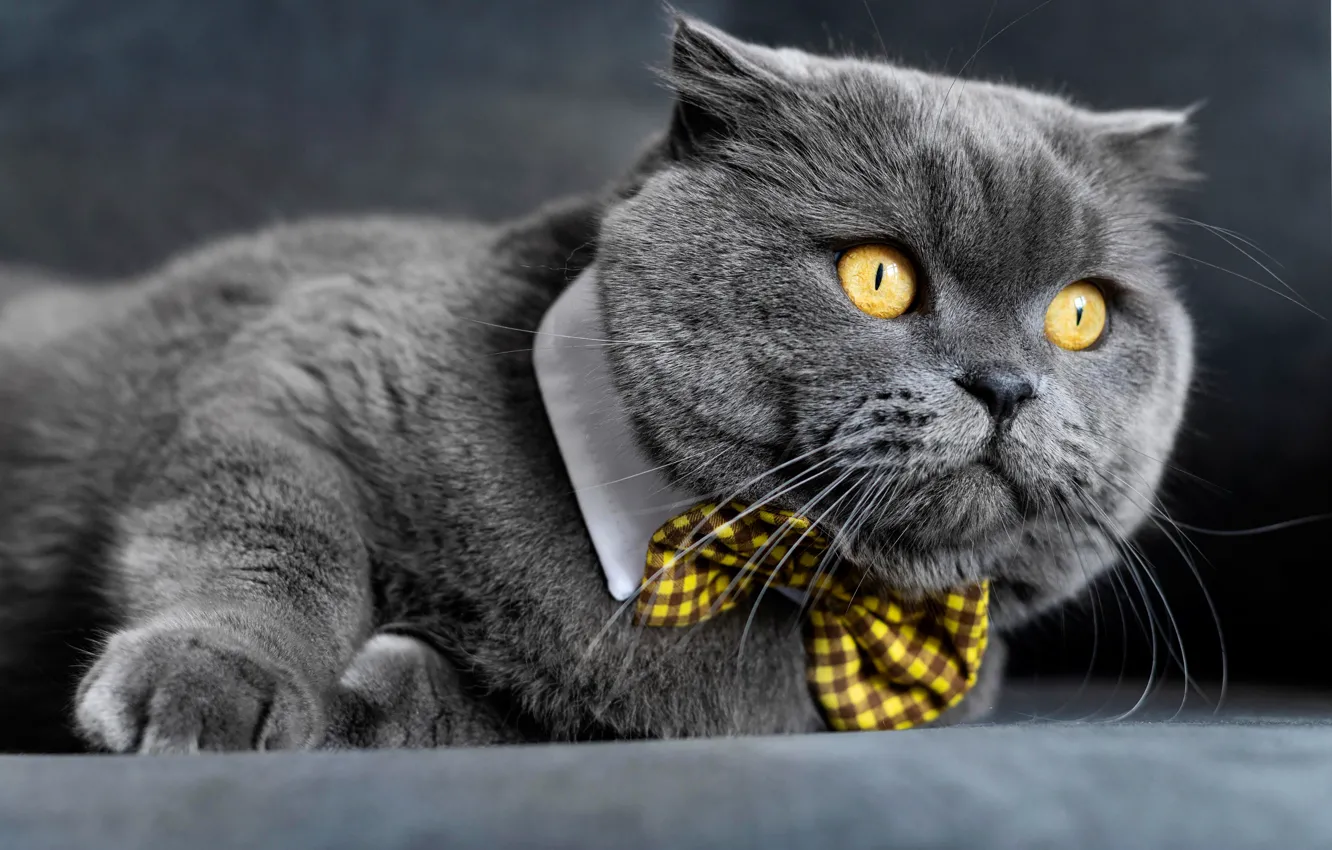 Photo wallpaper cat, look, muzzle, Kote, gentleman, bow tie, British Shorthair, kotofeich