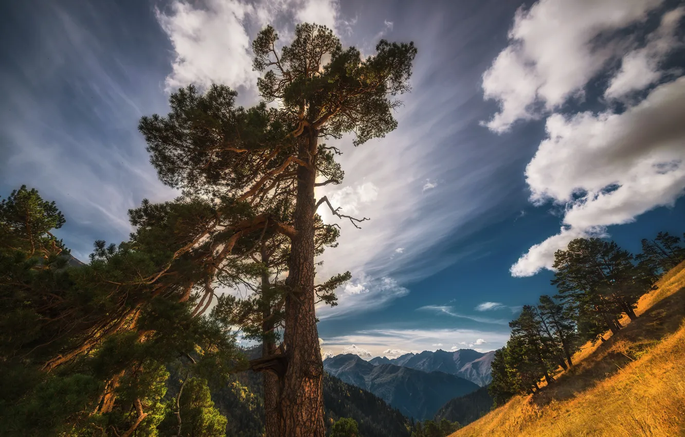 Photo wallpaper clouds, trees, landscape, mountains, nature, slope, pine, The Caucasus