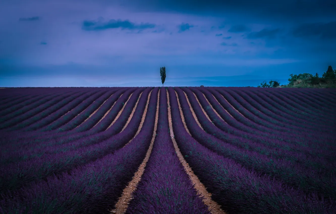 Photo wallpaper flowers, lavender, lavender field