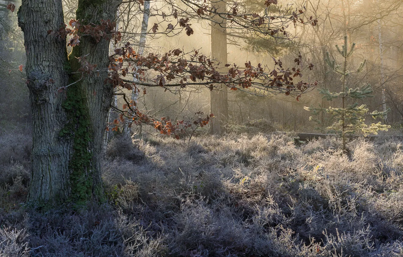 Photo wallpaper frost, forest, nature