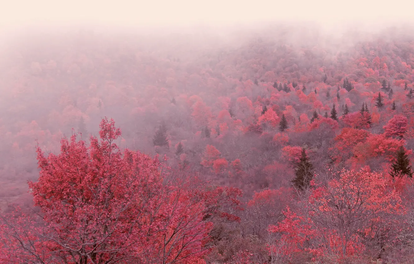 Photo wallpaper autumn, forest, leaves, trees, mountains, branches, red, fog