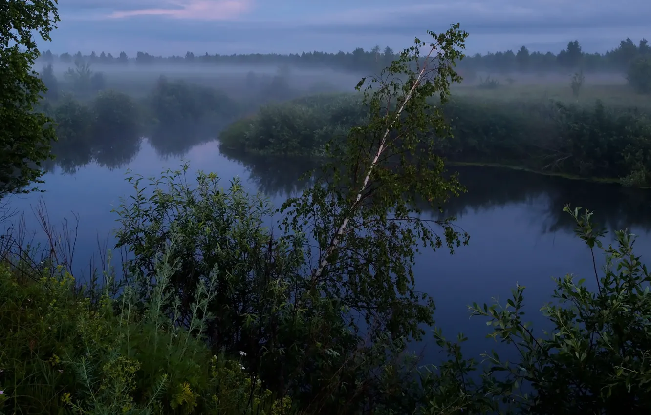 Photo wallpaper Fog, Trees, River, Nature, Morozov Yuri