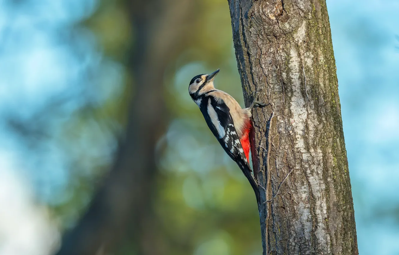 Photo wallpaper trees, nature, bird, woodpecker