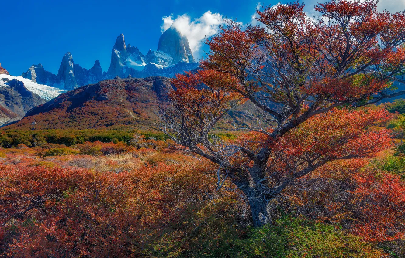 Photo wallpaper autumn, trees, mountains, Argentina, Santa Cruz