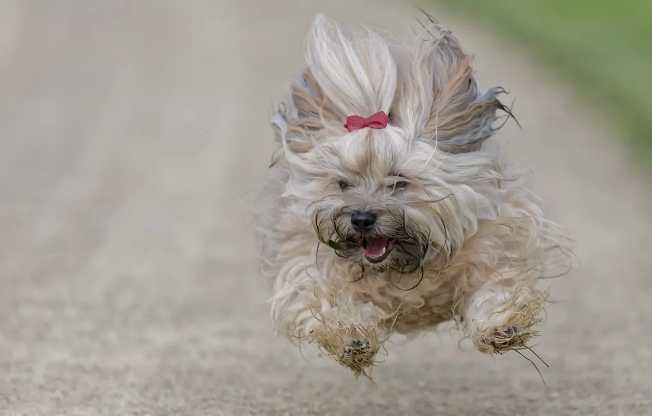 Photo wallpaper flight, dog, running, The Havanese