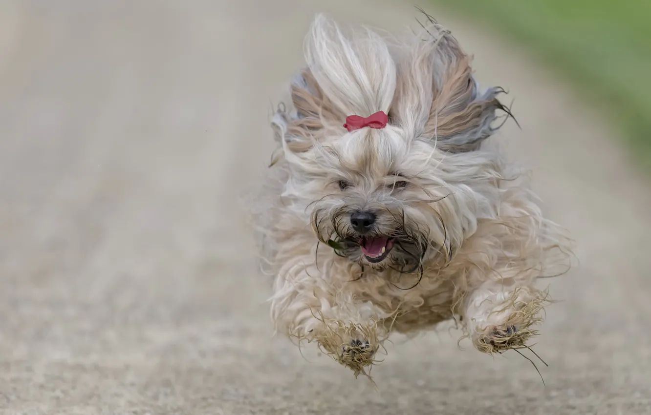 Photo wallpaper dog, running, flight, The Havanese