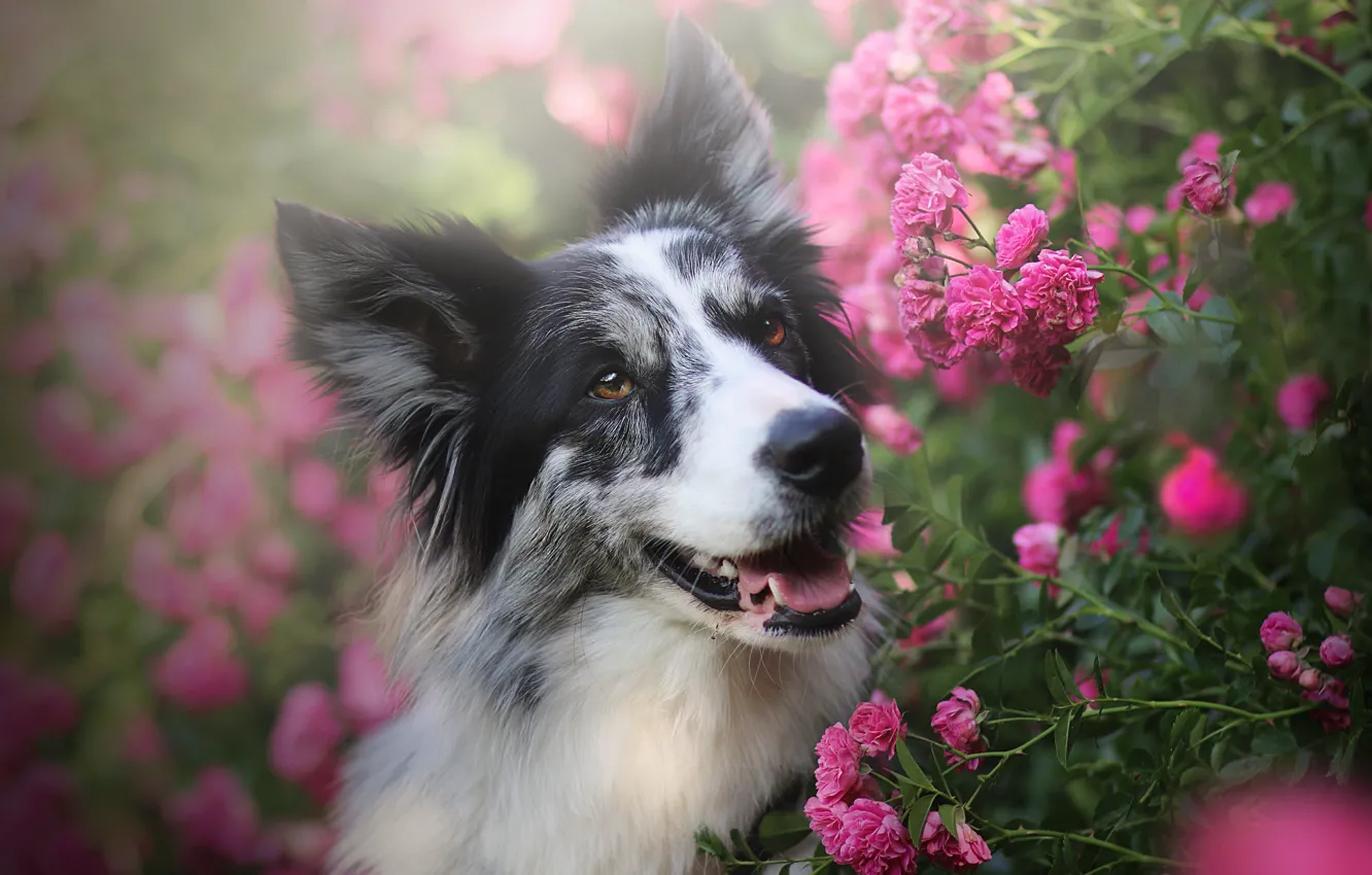Photo wallpaper face, flowers, portrait, roses, dog, pink, the border collie, rose Bush