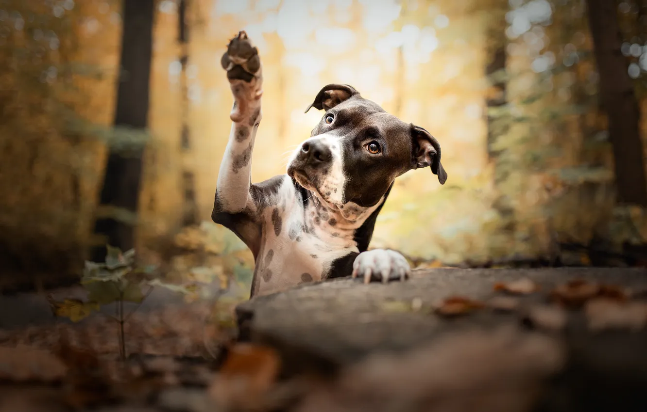 Photo wallpaper look, nature, pose, dog, face