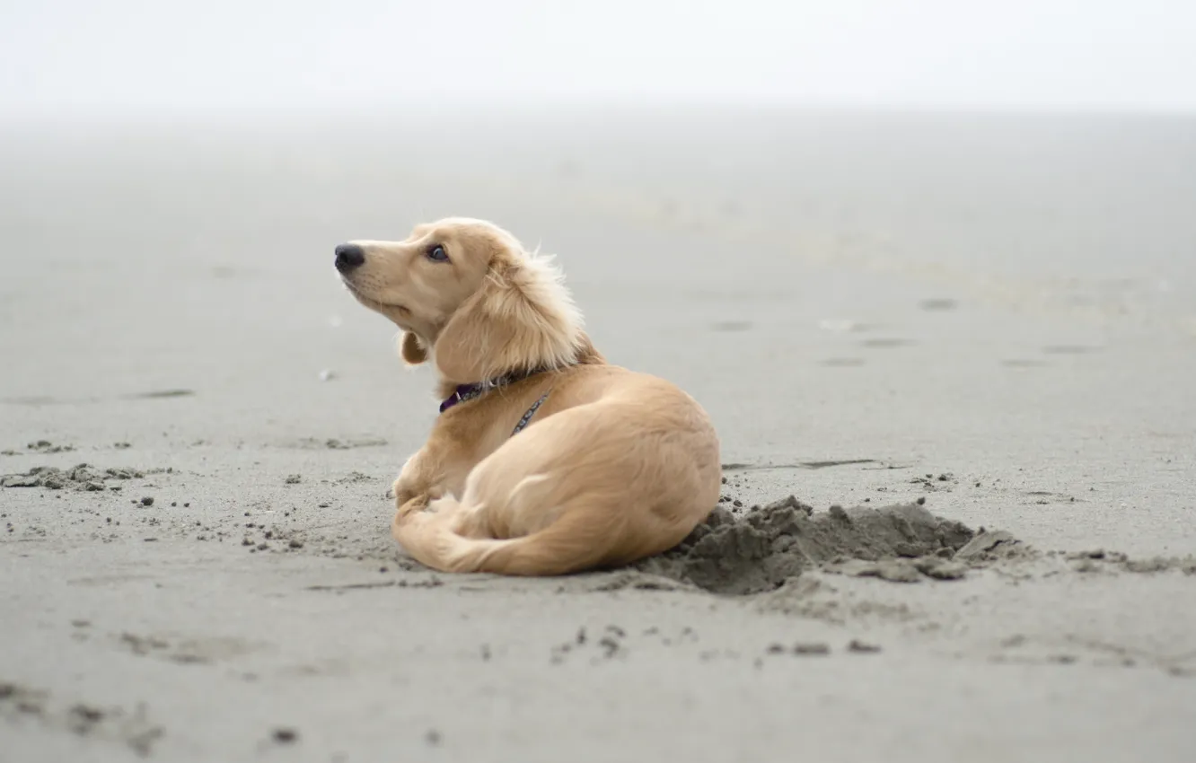 Photo wallpaper sand, each, dog