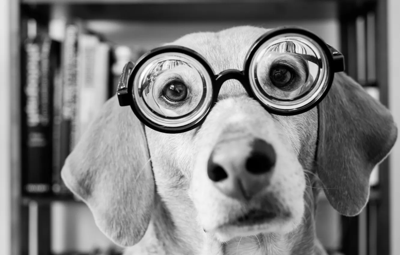 Photo wallpaper look, face, dog, glasses, black and white