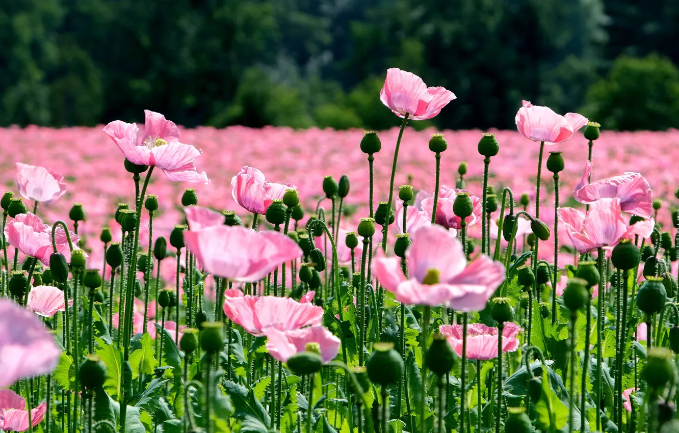 Photo wallpaper flowers, Maki, pink, a lot, poppy field