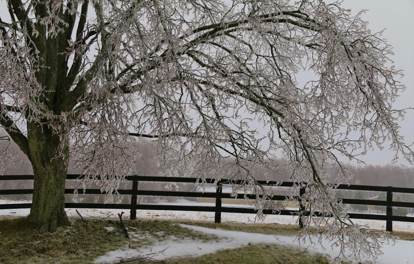 Photo wallpaper ice, snow, tree, the fence, icicles