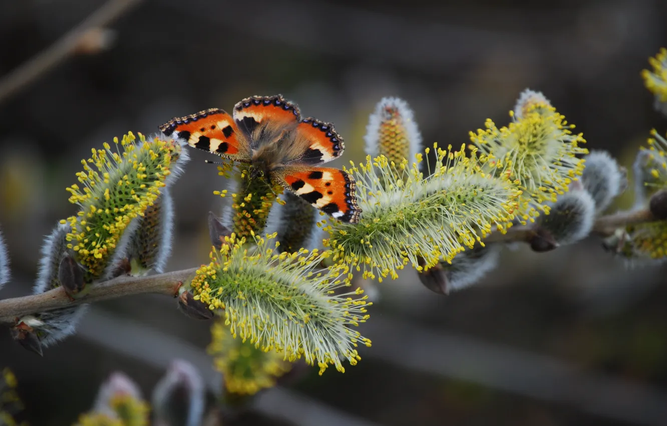 Photo wallpaper branches, butterfly, spring, Verba