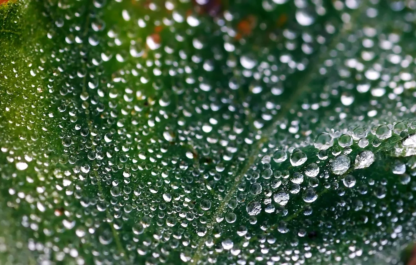 Photo wallpaper leaves, drops, macro, green