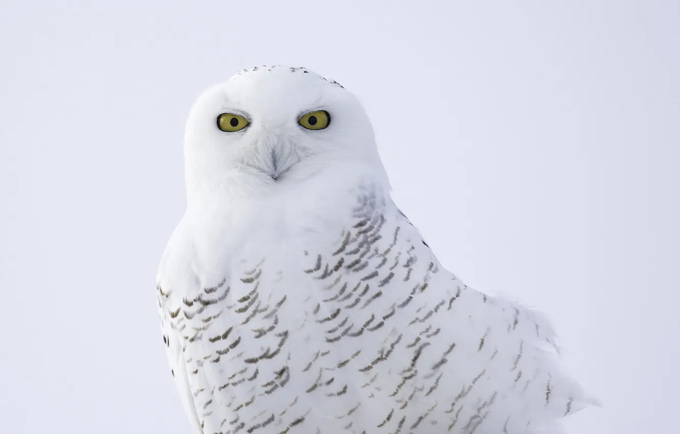 Photo wallpaper bird, feathers, beak, snowy owl