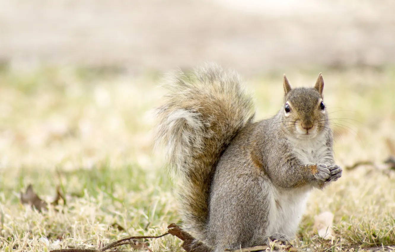 Photo wallpaper grass, leaves, grey, background, protein, Dry