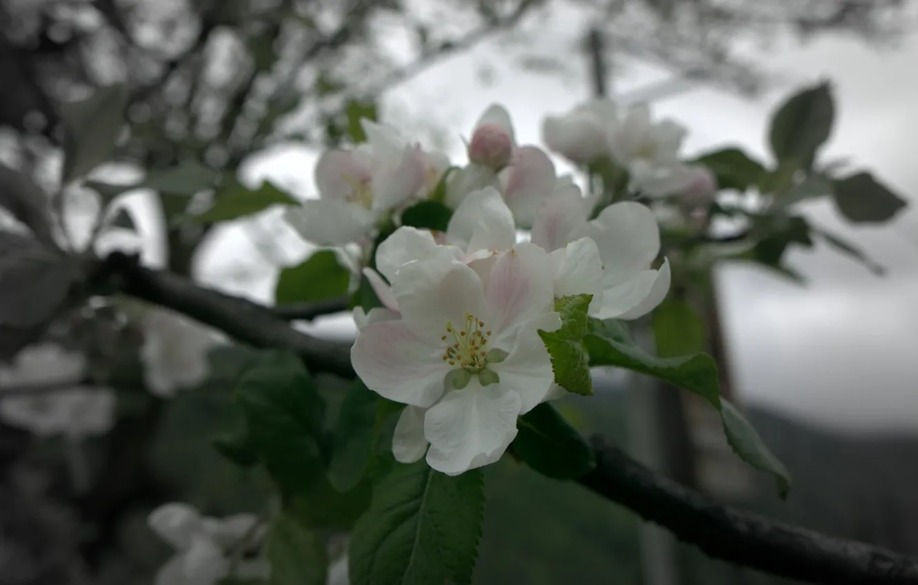 Photo wallpaper Flowers, spring, may, Apple, flowering tree, Abkhazia