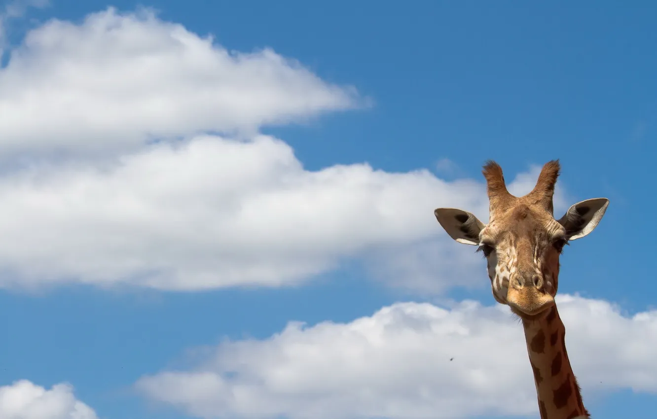 Photo wallpaper the sky, nature, giraffe