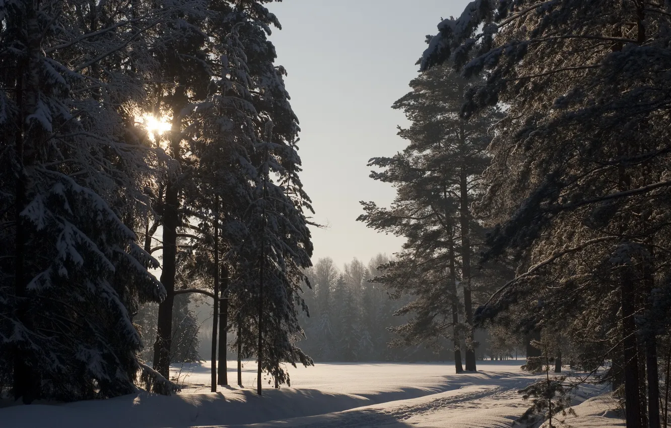 Photo wallpaper winter, the sun, snow, Pavlovsk