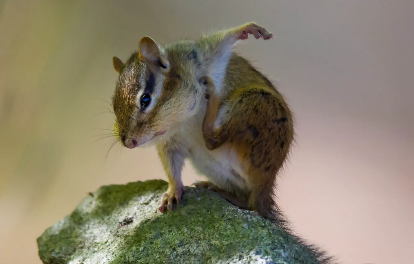 Photo wallpaper stones, Chipmunk, rodent, pochemuchki