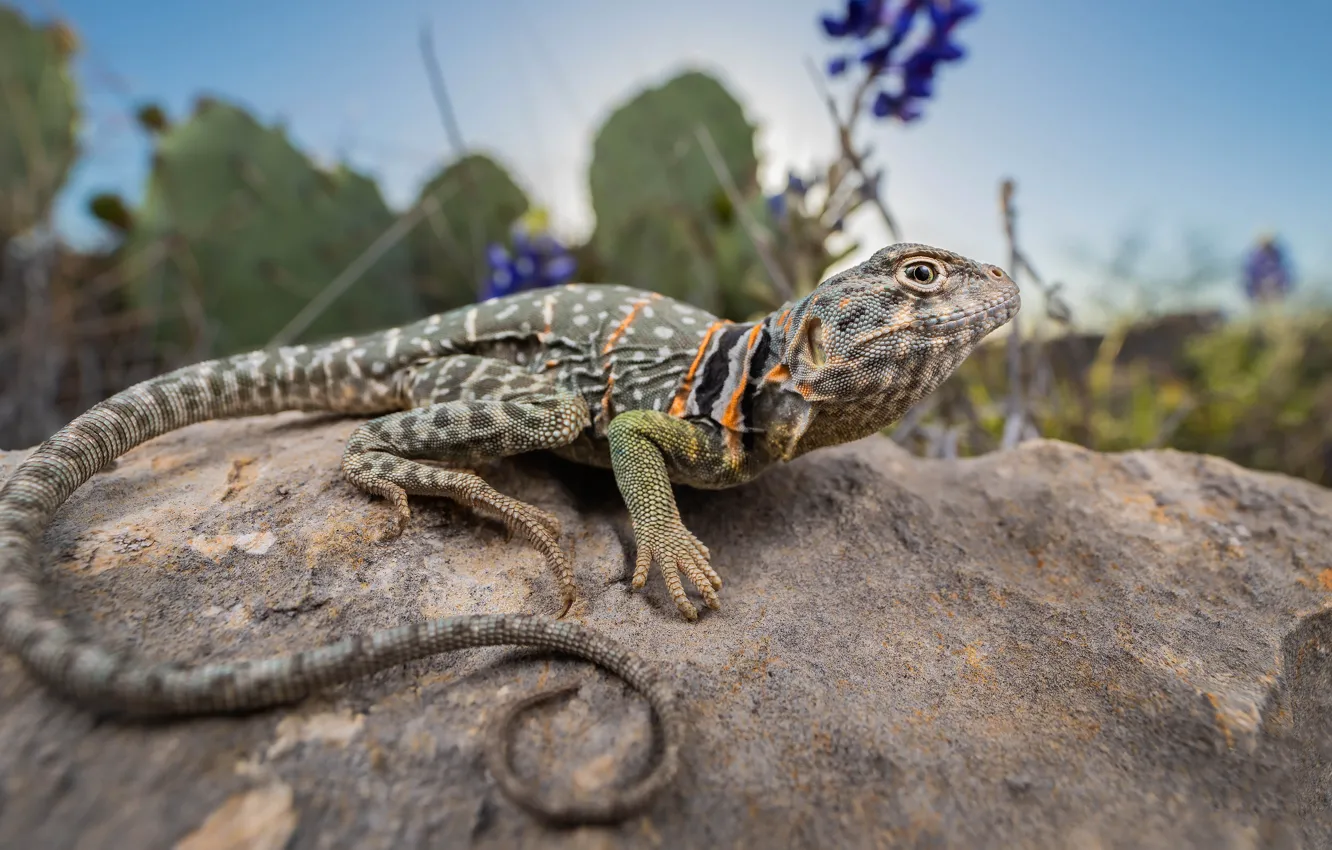 Photo wallpaper stones, lizard, iguana, reptile, collared desert iguana