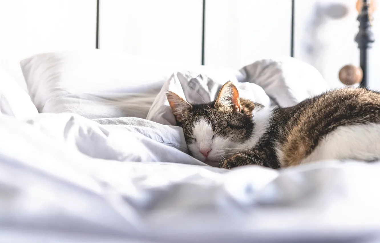 Photo wallpaper cat, cat, sleeping, bed, light background