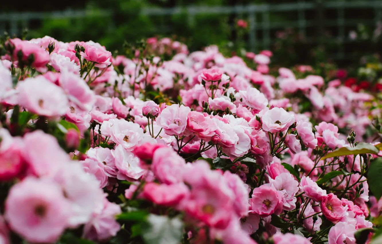 Photo wallpaper flowers, Bush, pink