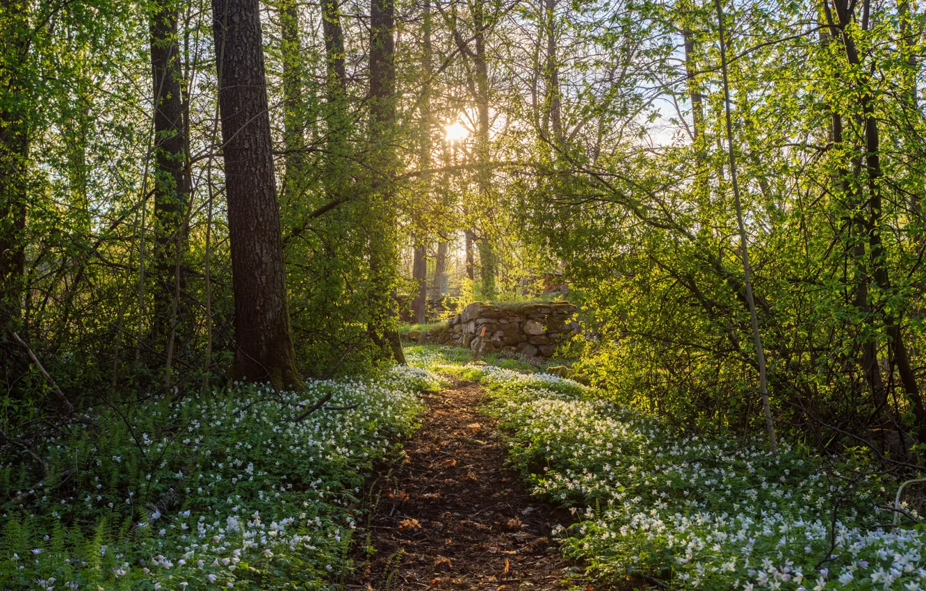 Photo wallpaper greens, forest, flowers, Park, stones, foliage, path