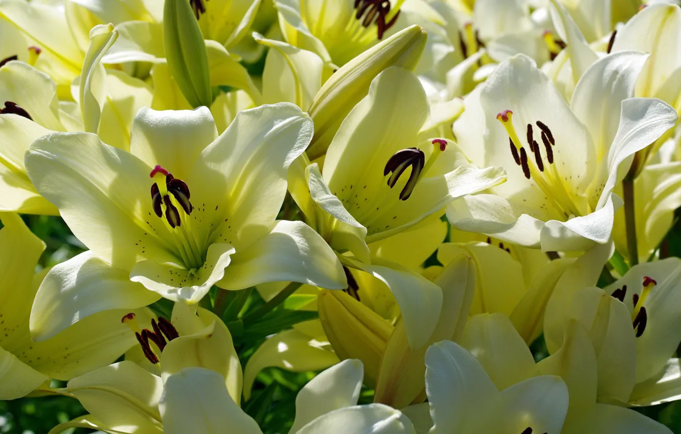 Photo wallpaper macro, Lily, bouquet, white