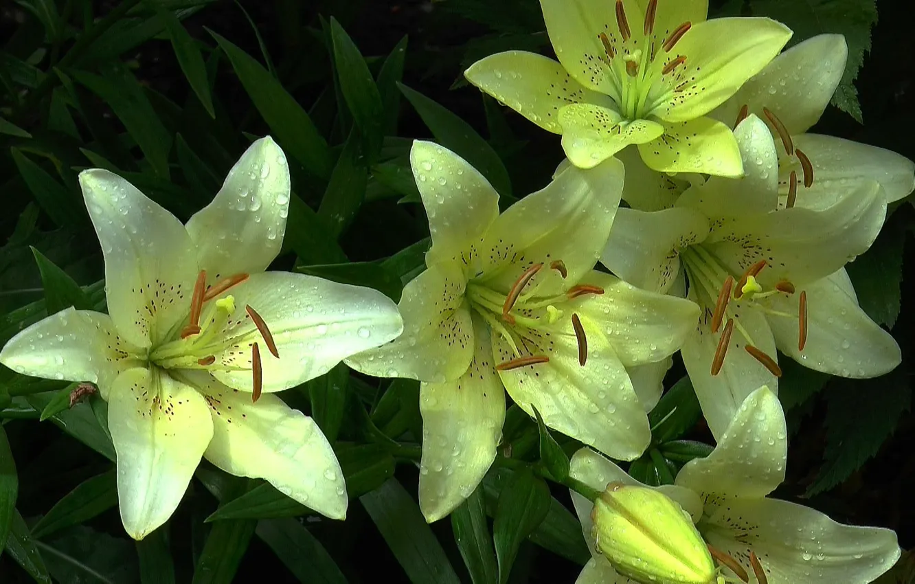 Photo wallpaper summer, Lily, beauty, July