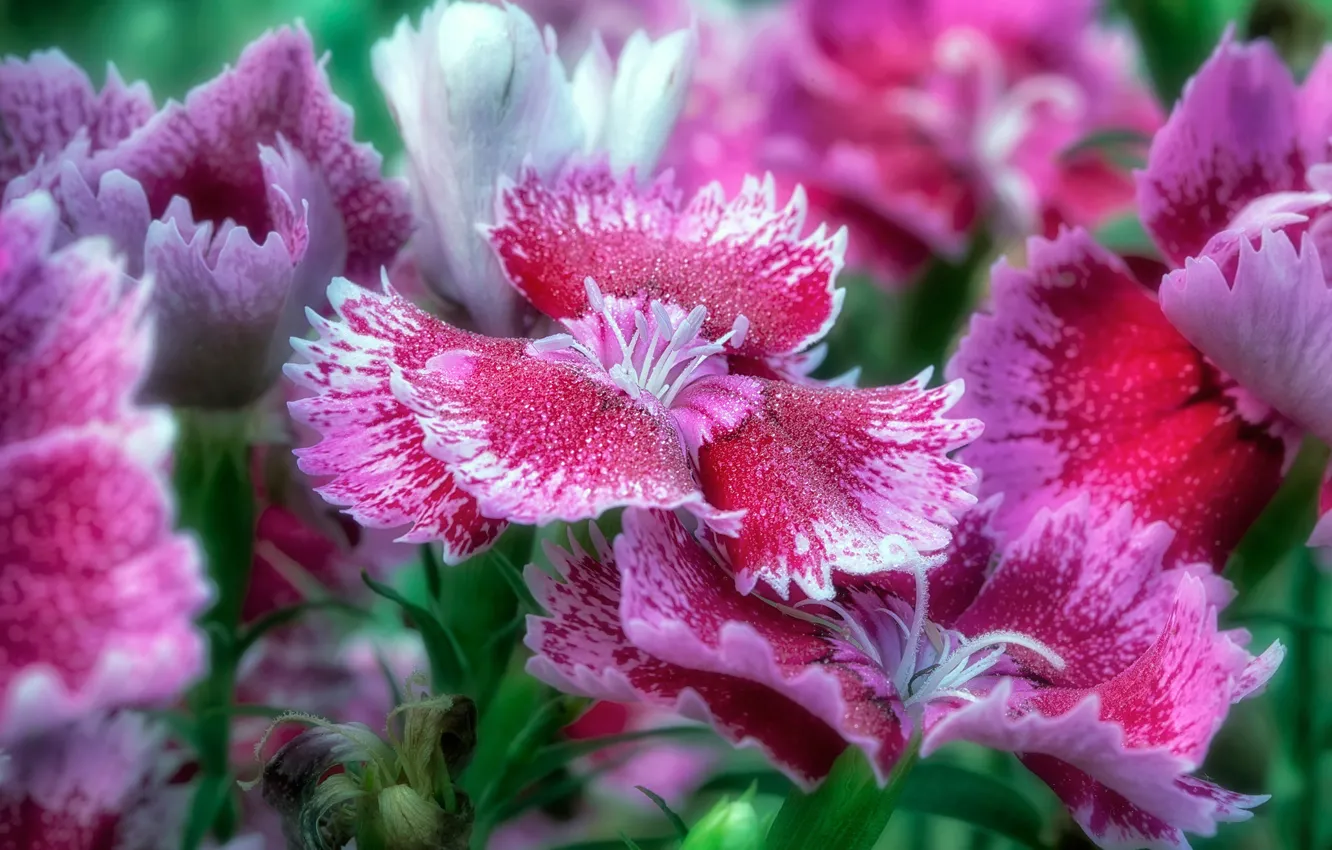 Photo wallpaper macro, petals, Magic Kingdom