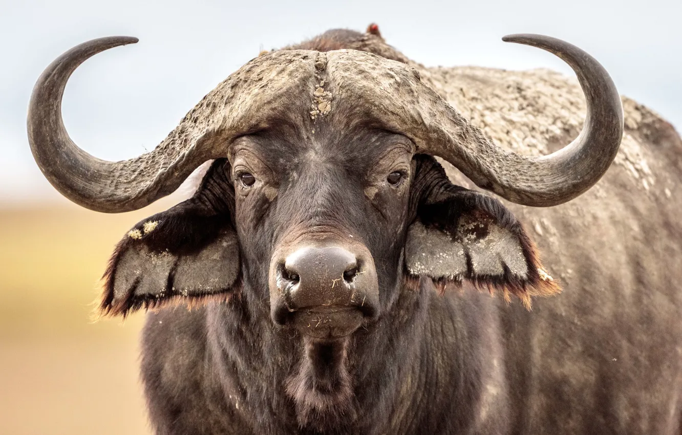 Photo wallpaper face, horns, Buffalo, Buffalo, Buffalo