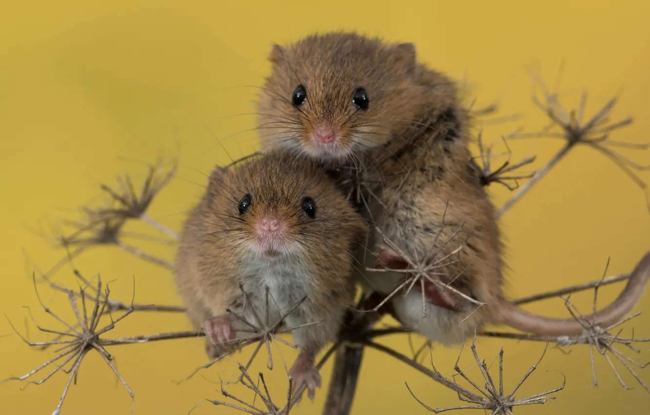 Photo wallpaper macro, background, mouse, a couple, rodent, Harvest Mouse, Mouse-Malutka