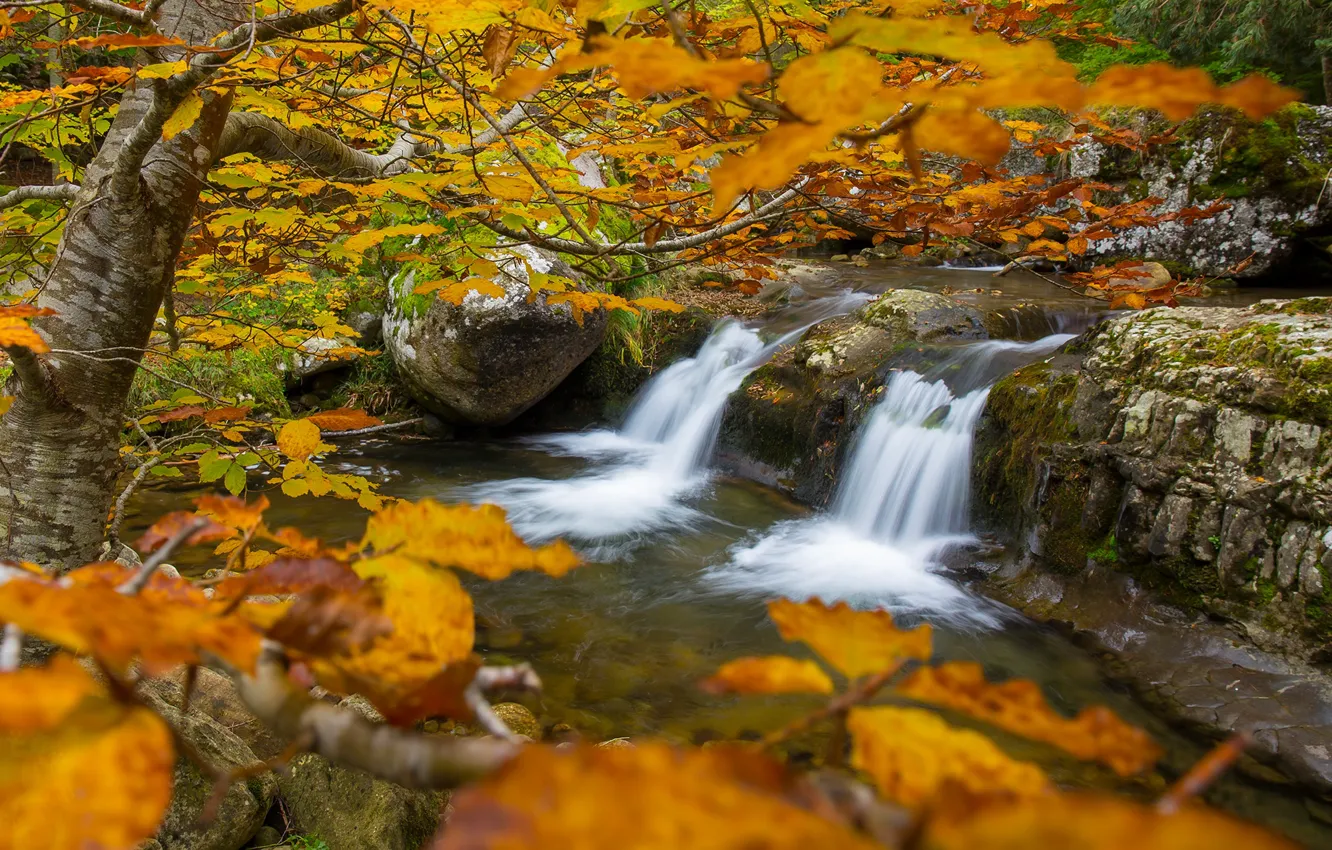 Photo wallpaper autumn, trees, branches, river, waterfall