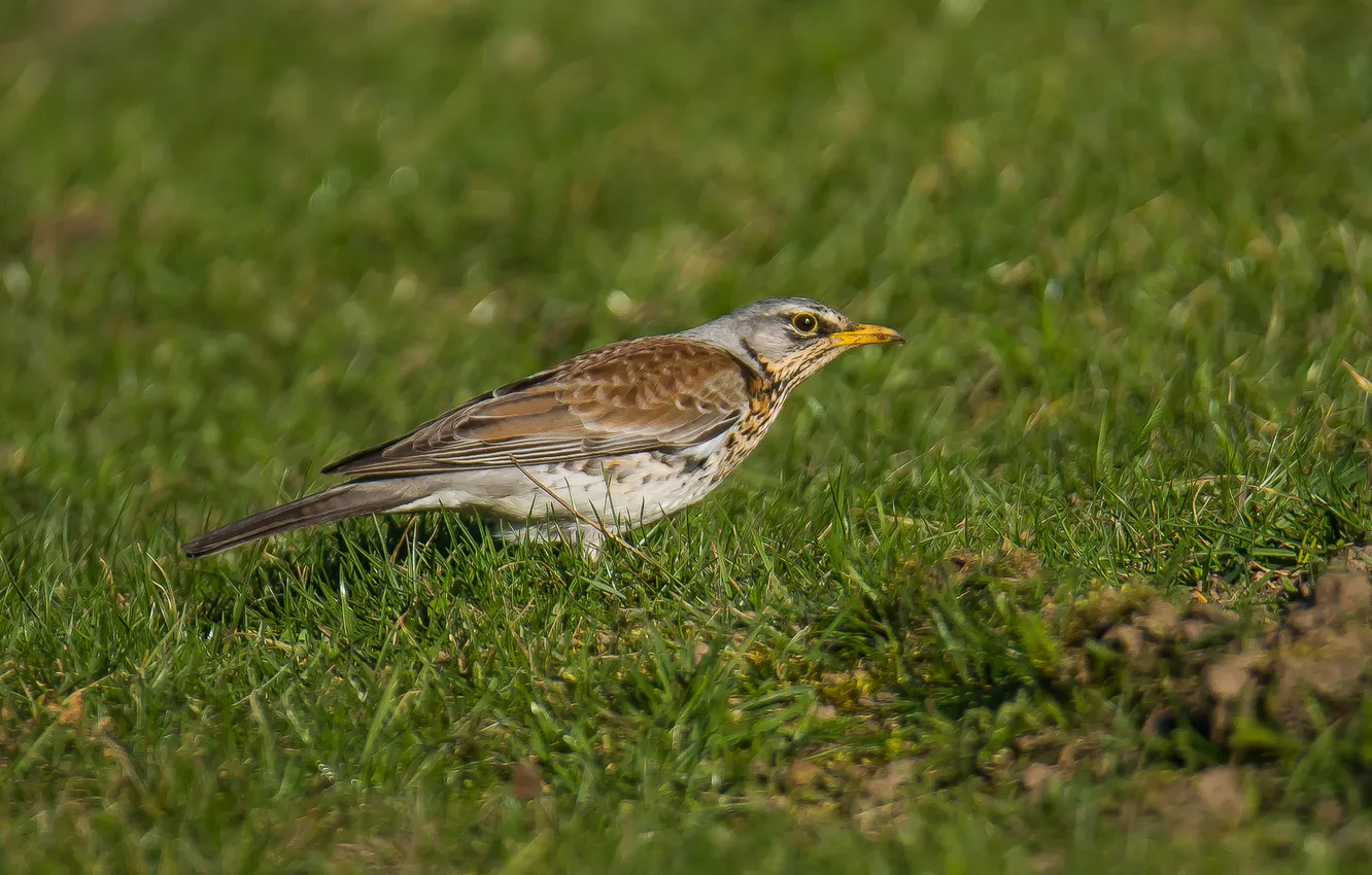 Photo wallpaper nature, bird, spring, photohunt, the Snowbird