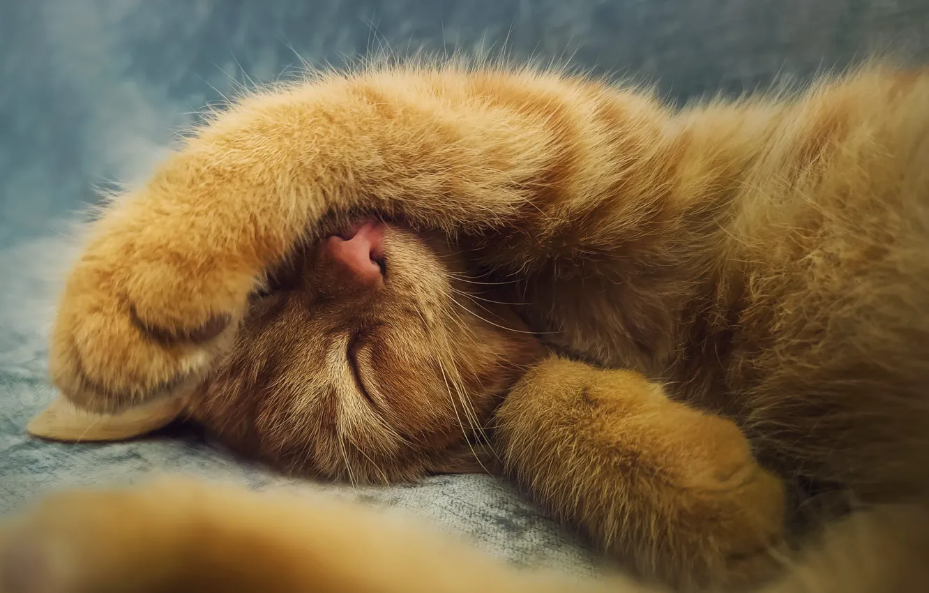 Photo wallpaper muzzle, foot, sleep, red cat