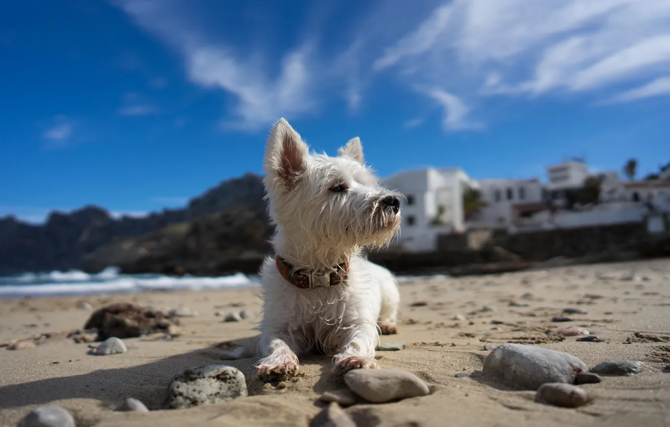 Photo wallpaper beach, each, dog, walk