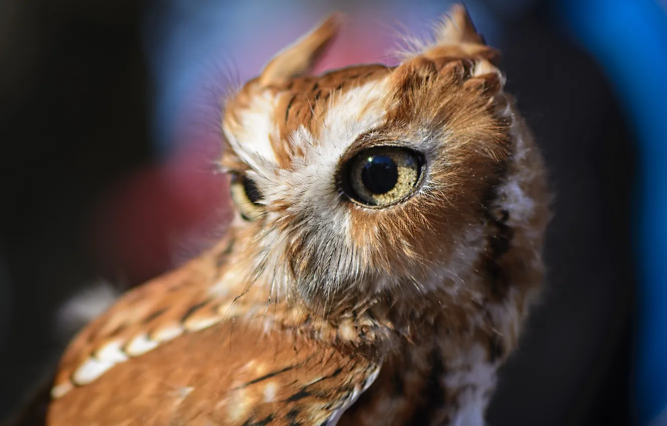 Photo wallpaper eyes, owl, bird