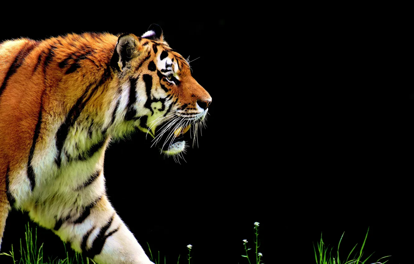 Photo wallpaper cat, nature, tiger, predator