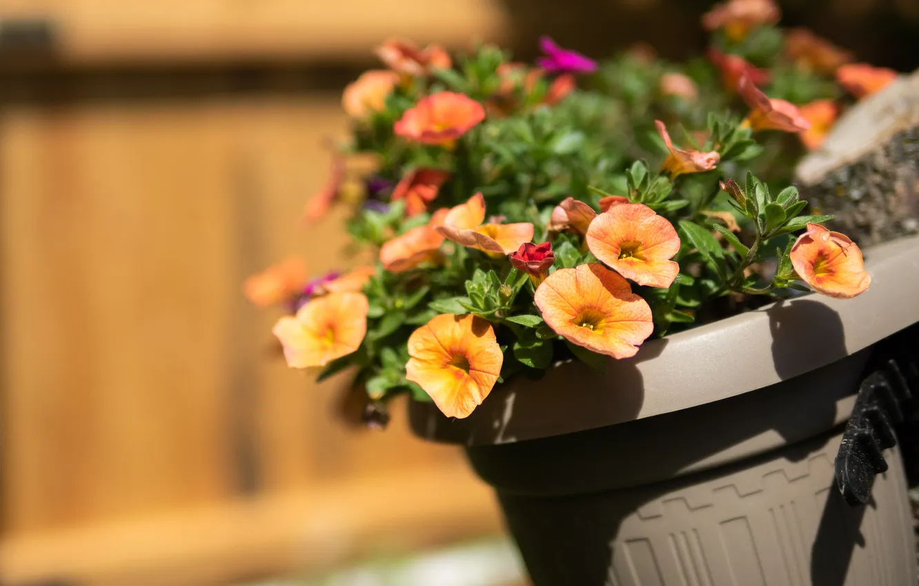 Photo wallpaper summer, light, flowers, orange, garden, pot, orange background, flowerbed