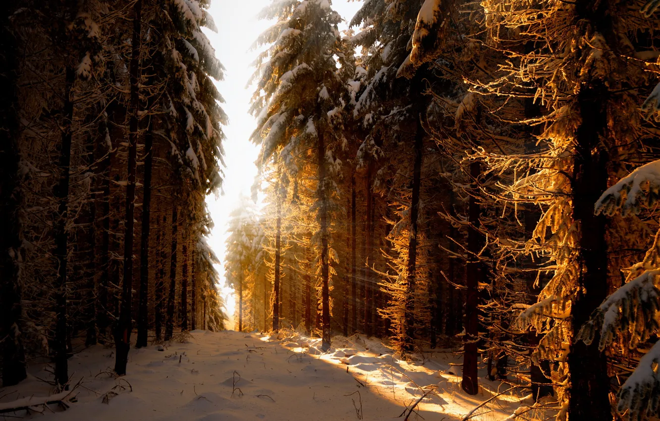 Photo wallpaper forest, light, nature, morning