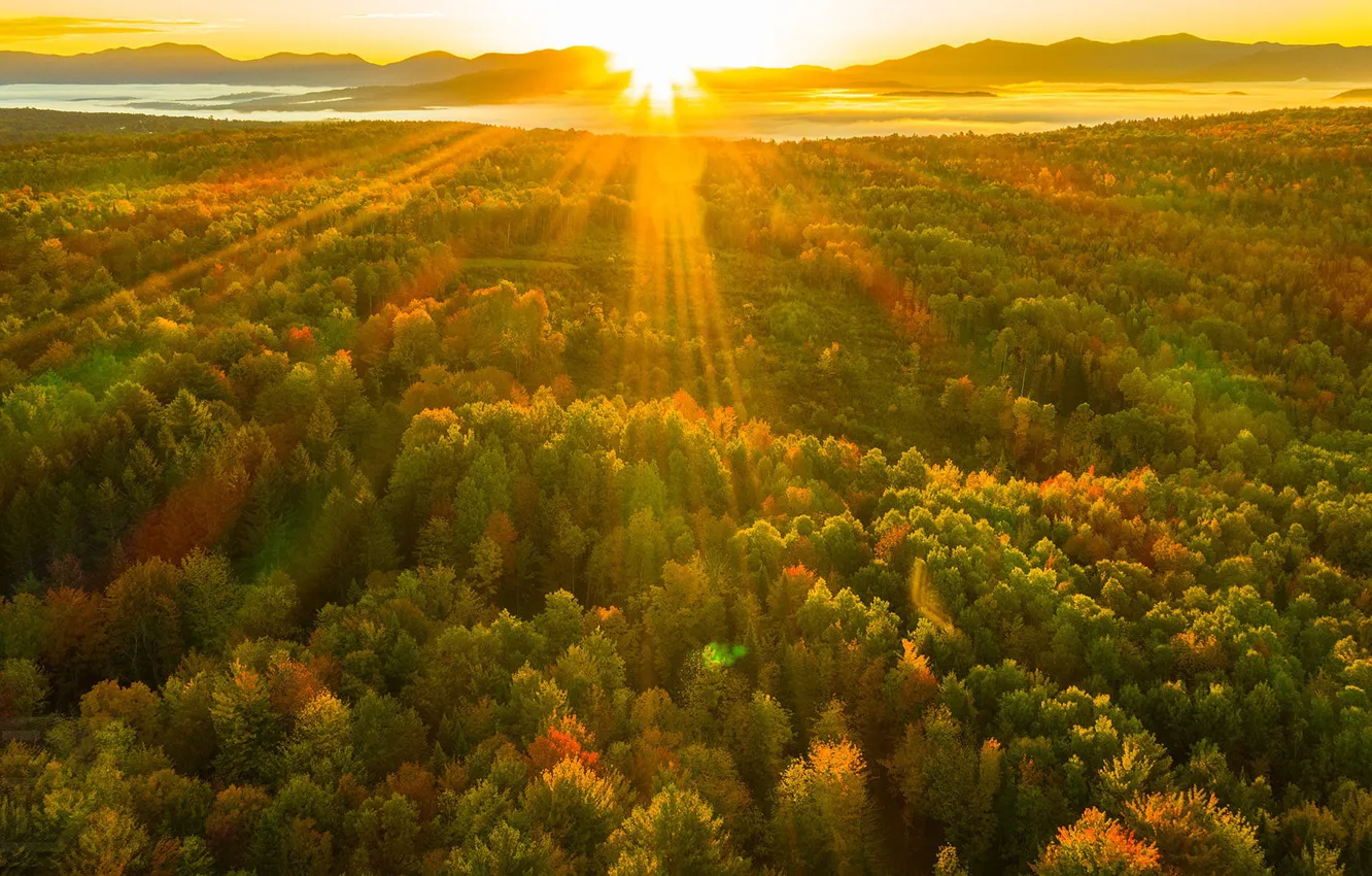 Photo wallpaper autumn, forest, sunrise, dawn, morning, sunlight